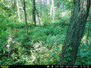 A trail camera picture of a wooded area, thick with undergrowth. A doe is standing to the left, barely seen among the vegetation.