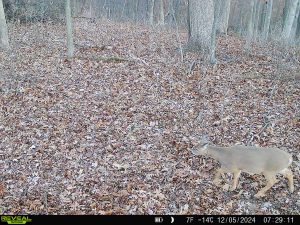 Trail camera photo taken in early December. The woods floor is covered in leaves, there no undergrowth. A doe deer is moving across the area, plainly visible.