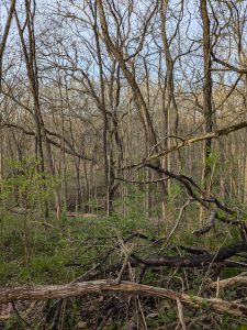 Two thickly wooded ravines join together into one ravine. The tree canopies are bare, but there is green undergrowth coming up. 