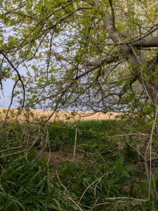 A small area of woods and underbrush border a field shining yellow brown against a dark blue sky.