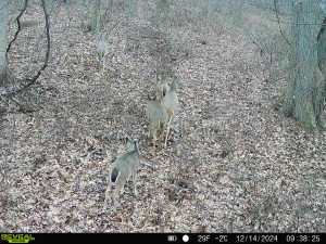 A family of six does moves along a woodland trail. The picture was taken by a trail camera which lists the date/time taken (14 Dec 2024, at 9:38am), the temperature (29F, -2C) and the phase of the moon (near full)