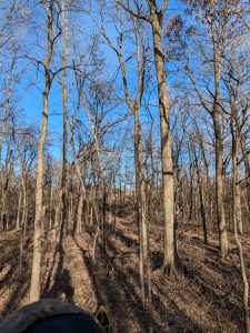 View from an elevated tree stand, looking at a mid-January view of woods, with a field beyond in the background. Browns and greys dominate the colors of the trees, and a nearly cloudless dark blue sky is overhead.